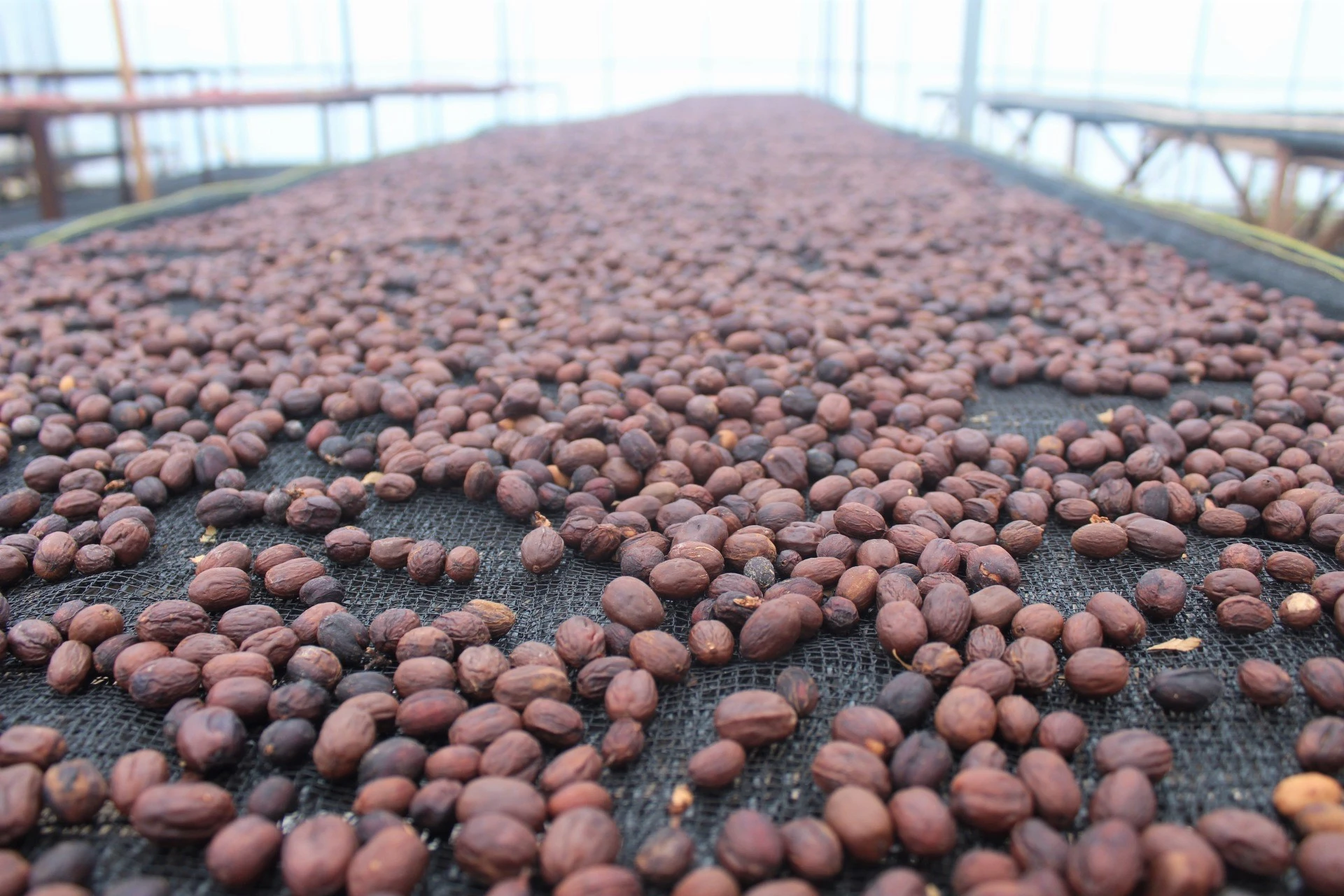 Kopi Paling Enak Menurut Ahli Ini Jenisnya Beserta Rasa dan Teksturnya