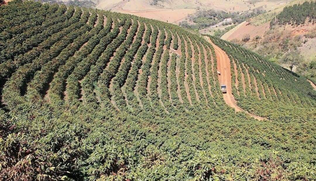 Kopi Indonesia Dihasilkan dari Pulau Mana Saja dan Jenisnya Apa Saja