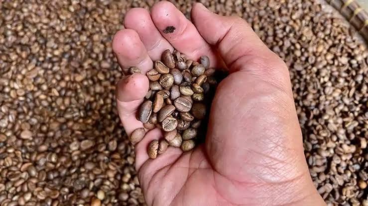Kenapa Harga Kopi Dunia Terus Naik? Ternyata Bukan Sekadar Inflasi, Ada Krisis yang Sedang Terjadi di Balik Secangkir Kopi