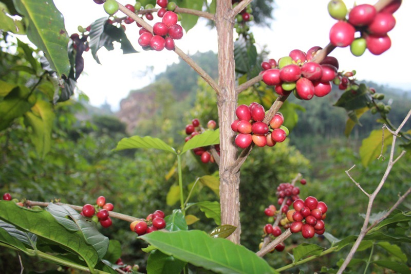 Jauh Sebelum Ada Petani, Kopi Sudah Tumbuh Liar dan Disantap Hewan, Begini Awal Mula Kisahnya